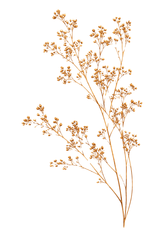 Planta decorativa de bienestar celular pro distribuidor autorizado de immunotec